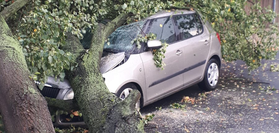 Baum auf Auto